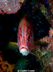 Longjawed squirrelfish.
 by Cigdem Cooper 